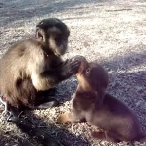 【動物動画】サル界のムツゴロウさん？