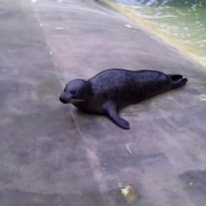 【動物動画】横着なアシカ