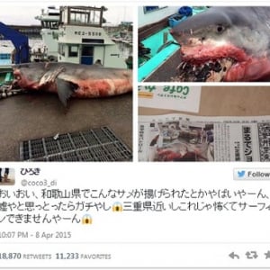 三重県御浜町で揚げられたサメがガチでヤバイ・・・