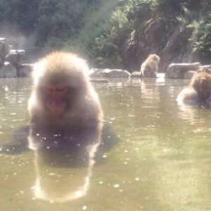 温泉に入る猿が見られる「地獄谷野猿公苑」が楽しい！