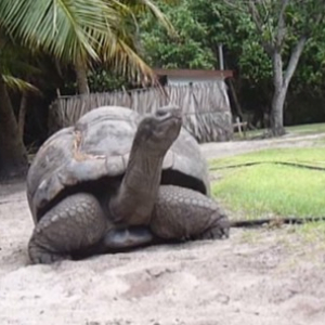 【動物動画】しょんぼりするカメ