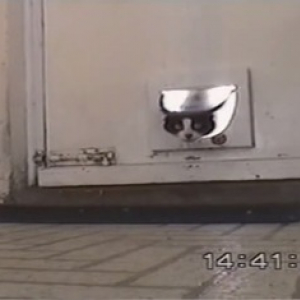 【動物動画】おそるおそる部屋に入る猫