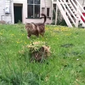 【動物動画】ドッキリを仕掛ける猫