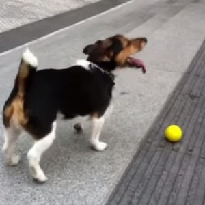 【動物動画】犬「投げてほしいんだけど・・・」