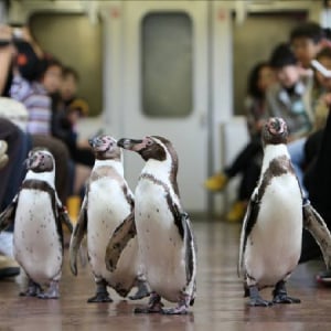 ペンギンが列車内を大行進！間近でペタペタ歩きを観察し、水族館も楽しめるツアーで海の生き物を満喫！