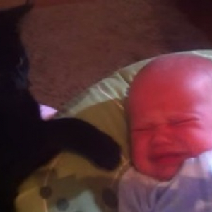 【動物動画】赤ちゃんを泣きやませる猫