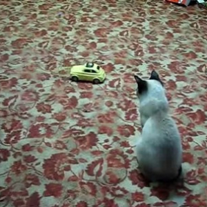 【動物動画】おもちゃに気を取られていた猫