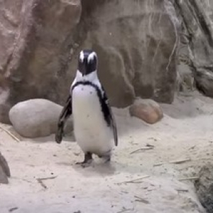 【動物動画】悪ペンギン