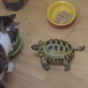 【動物動画】猫の食事を邪魔するカメ