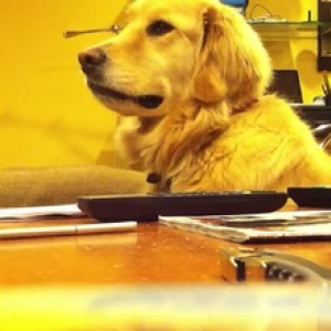 【動物動画】ギターが大好きな犬