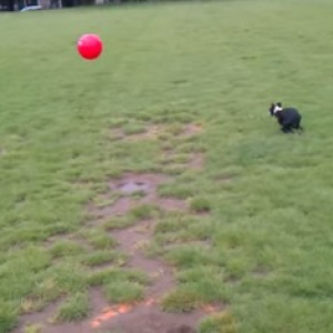 【動物動画】ボールに突っ込む犬