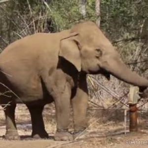 【動物動画】普通に水道の水を飲むゾウ