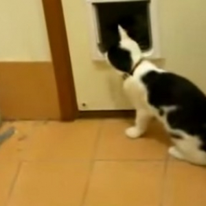 【動物動画】犬に猫ドアを使わせない猫