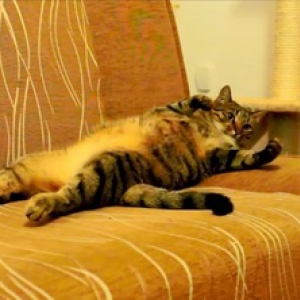 【動物動画】掃除機が大好きな猫