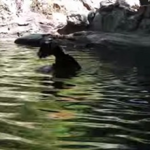 【動物動画】溺れているヤギを助けるブタ