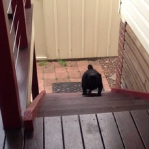 【動物動画】短い手足で器用に階段を上る犬