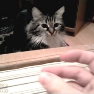 【動物動画】指パッチンが大嫌いな猫