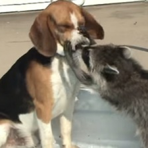 【動物動画】ビーグル犬の口の中を診察するアライグマ