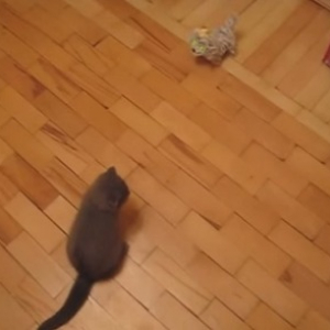 【動物動画】うるさいオモチャに怒りのドロップキックをする猫