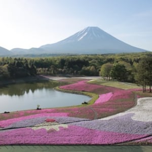 世界遺産・富士山の絶景『花スポット』をめぐる旅
