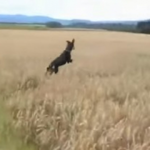 【動物動画】飛び跳ねまくる犬