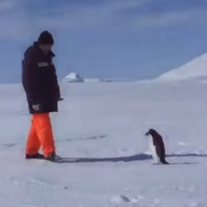 【動物動画】突然キレるペンギン