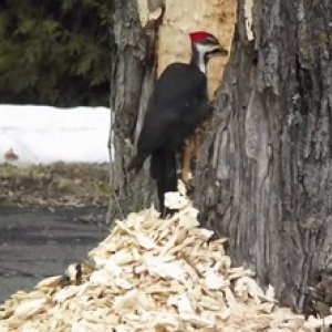 【動物動画】気を突きすぎたキツツキ