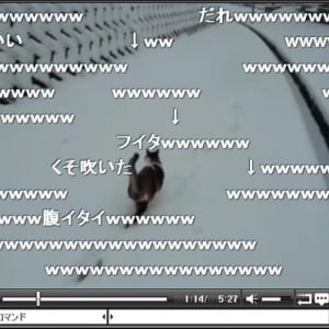 見ているだけで癒やされる「雪ではしゃぐニャンコ動画」